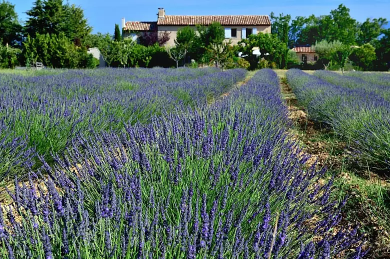 Lavandes du Luberon - Luxury villa rental - Provence and the Cote d Azur - ChicVillas - 16